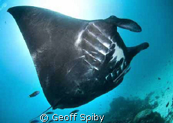 the first all black manta that I have seen, Manta Point, ... by Geoff Spiby 